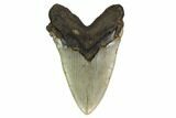 Huge, Serrated, Fossil Megalodon Tooth - North Carolina #164840-2